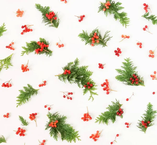 クリスマスのパターン背景 赤いガマズミ属の木と白い背景の上の緑の Thuja — ストック写真