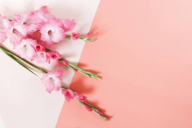 Çiçekler arka plan. Bej rengi turuncu pastel renkler üzerinde güzel pembe Glayöl geometrik arka plan kağıt. Kılıç çiçeği, tatil tebrik kartı deseni. En az kavramı. Düz yatıyordu, en iyi görünüm. Kopya alanı