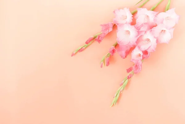 Bloemen Pastel Kleuren Achtergrond Bleke Roze Gladioluses Beige Achtergrond Patroon — Stockfoto