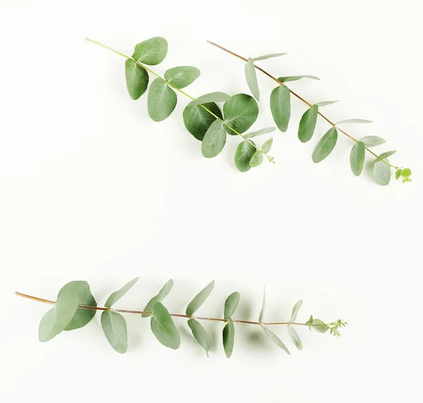 frame made of eucalyptus branches on white background. Flat lay, top view. copy space