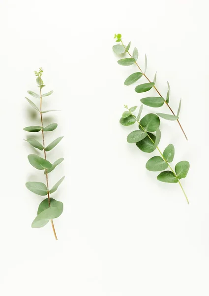 Frame Made Eucalyptus Branches White Background Flat Lay Top View — Stock Photo, Image