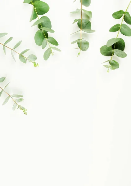 Rama Wykonana Gałęzi Eukaliptusa Białym Tle Widok Płaski Świeckich Top — Zdjęcie stockowe