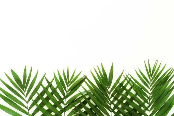 Tropikalne Palmy Zielony Wzór Ramek Białym Tle Top View Copy — Zdjęcie stockowe