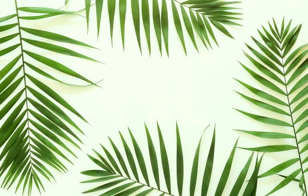 Quadro Padrão Ramos Palma Verde Tropical Fundo Branco Topo View — Fotografia de Stock