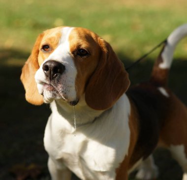 Sevimli köpek beagle portre açık park