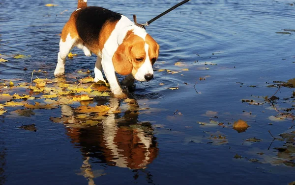 Cute dog beagle in a puddle with autumn leaves