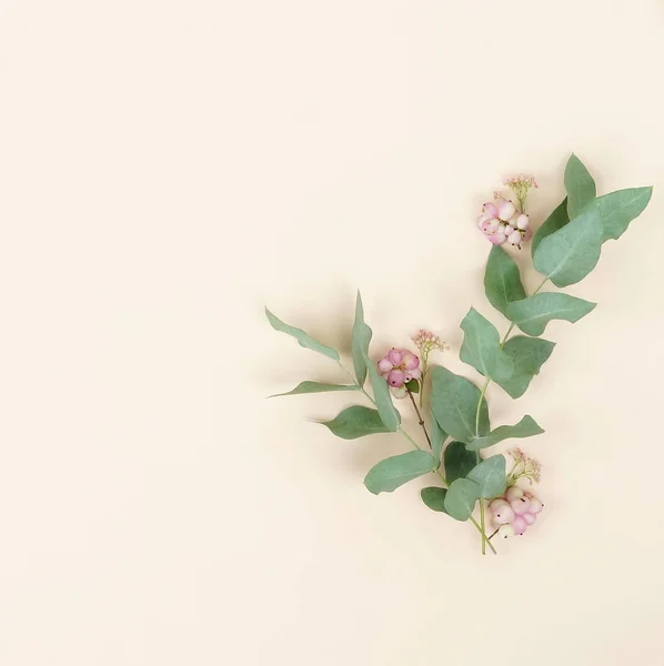 Kompozycja Kwiaty Rama Wykonana Różnych Różowe Kwiaty Gałęzi Eukaliptusa Pale — Zdjęcie stockowe