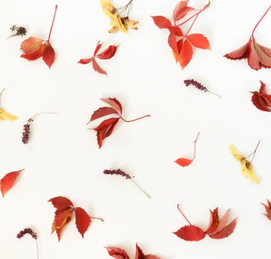 Sonbahar sonbahar desen kompozisyon arka plan yaprakları. Beyaz arka plan üzerinde ağaç yaprak sonbaharın desen yaptı. Üstten görünüm. Düz lay.copy alanı