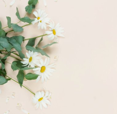 Çiçek kompozisyon arka plan. buket çiçek camomiles ve yeşil okaliptüs dalları soluk bej renkli arka plan üzerinde. Çiçekli çerçeve. Sevgililer günü, kadın gün kavramı. Üstten görünüm. Kopya alanı