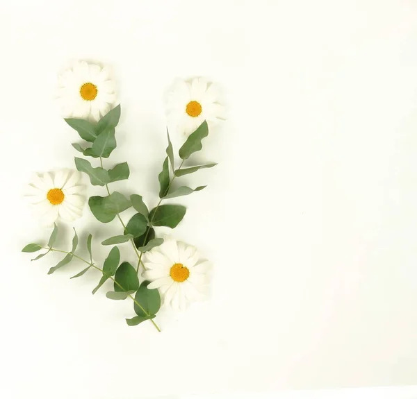 Flowers composition background. flowers camomiles and green eucalyptus branches on pale beige background. Flowers frame. Valentine's day, women's day concept.Top view. Copy space