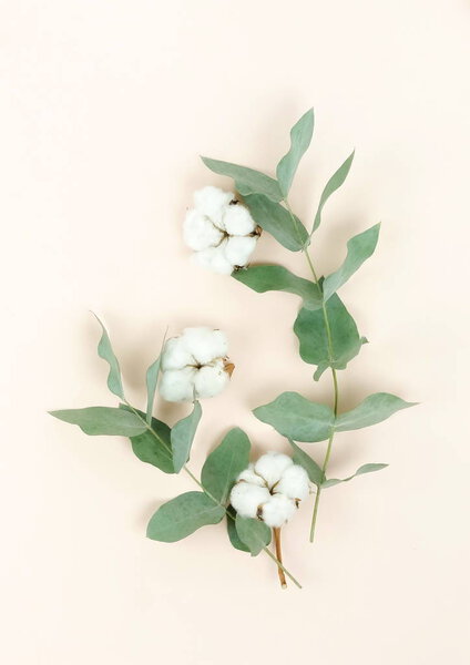 Flowers composition background. Pattern made of cotton flowers and eucalyptus branches on pastel pale beige  background. Flat lay, top view.copy space