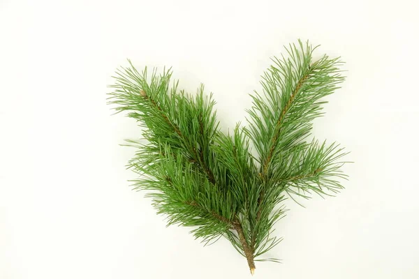 소나무 배경에 고립입니다 크리스마스 전나무 — 스톡 사진