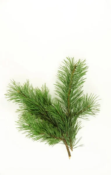 Branche Pin Isolé Sur Fond Blanc Vacances Branche Sapin Noël — Photo