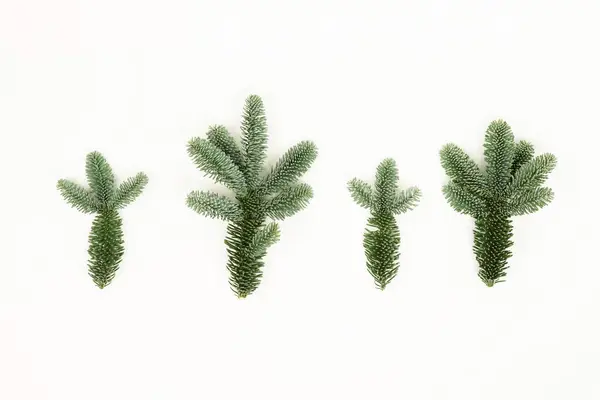 가문비나무의 크리스마스 트리는 바탕에 가까이 — 스톡 사진