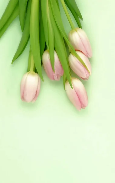 Flowers Composition Background Bouquet Pink Tulips Pale Green Background Top — Stock Photo, Image