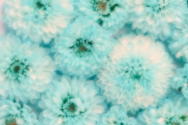 Květiny Zblízka Pozadí Modré Tyrkysové Barvy Chrysanthemum Květiny Textura — Stock fotografie