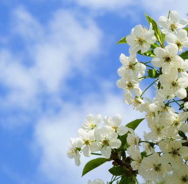 bahar manzara. Kiraz ağacı ve mavi gökyüzü çiçeklenme. Bahar çiçekli bahçe. Kopya alanı