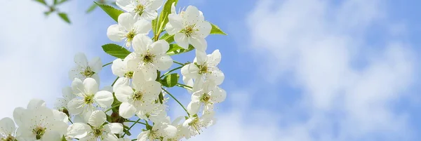 Jarní Krajina Nápis Kvetoucí Třešeň Modrá Obloha Jarní Kvetoucí Zahrada — Stock fotografie