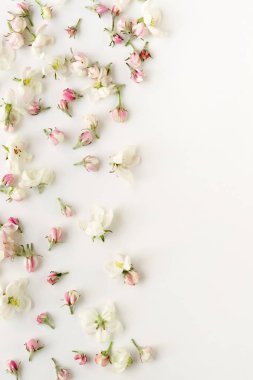 gül beyaz zemin üzerinde üstten görünüm