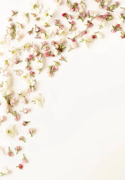 Vista Dall Alto Rose Disposte Sfondo Bianco — Foto Stock