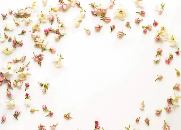 Top View Roses Arranged White Backdrop — Stock Photo, Image