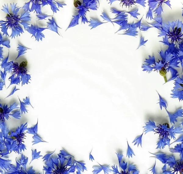 Vue Dessus Des Bleuets Violets Sur Fond Blanc — Photo