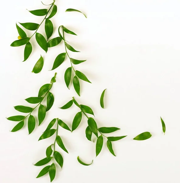 Piante Con Foglie Verdi Sfondo Bianco — Foto Stock