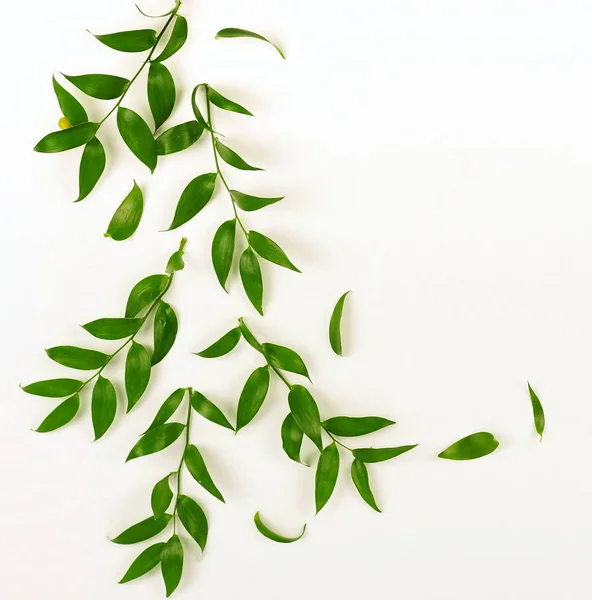plants with green leaves on white background