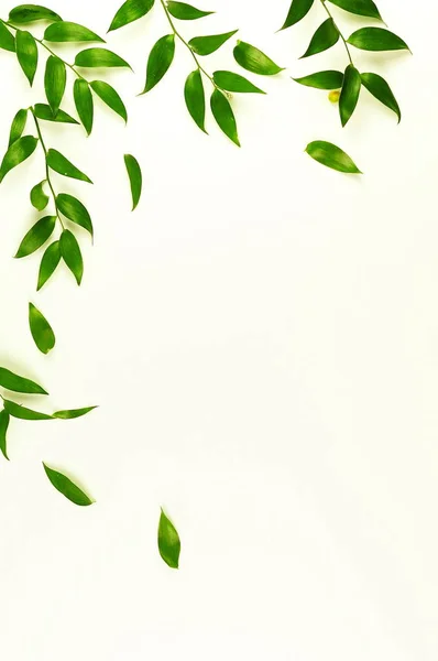 Plants Green Leaves White Background — Stock Photo, Image