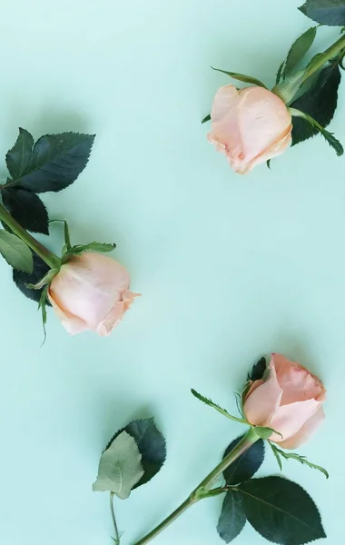 Прекрасный Вид Розовые Цветы Голубом Фоне — стоковое фото