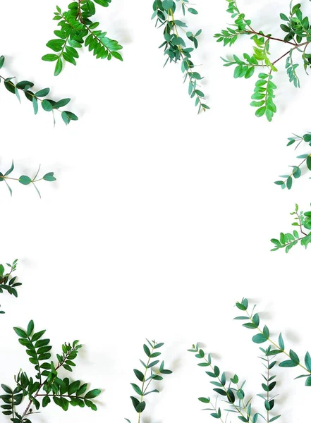 Piante Con Foglie Verdi Sfondo Bianco — Foto Stock