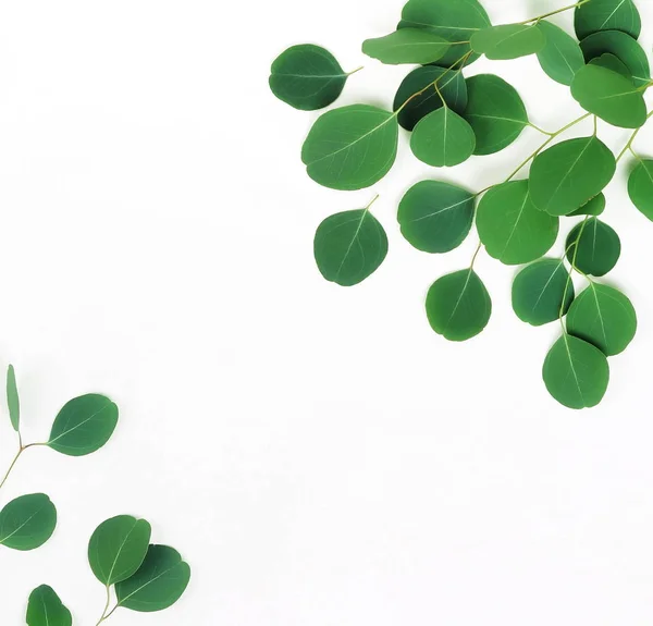 Plants Green Leaves White Background — Stock Photo, Image