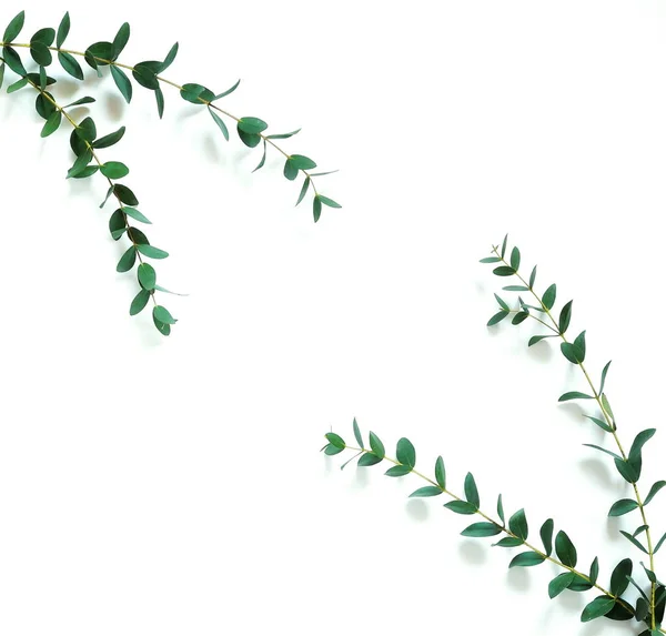 Cornice Bordo Eucalipto Verde Rami Erbe Foglie Piante Sfondo Bianco — Foto Stock