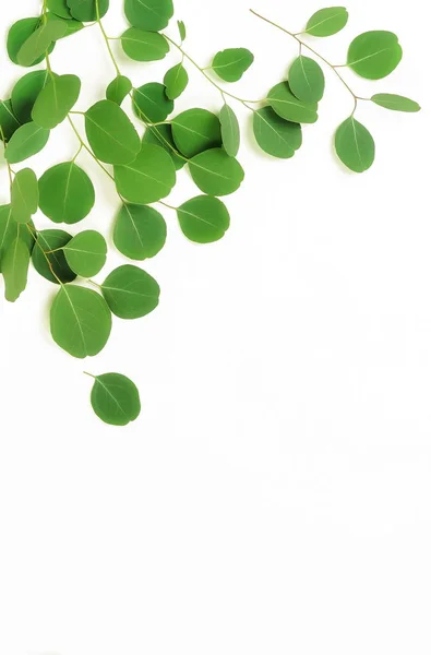 Plantas Con Hojas Verdes Sobre Fondo Blanco — Foto de Stock