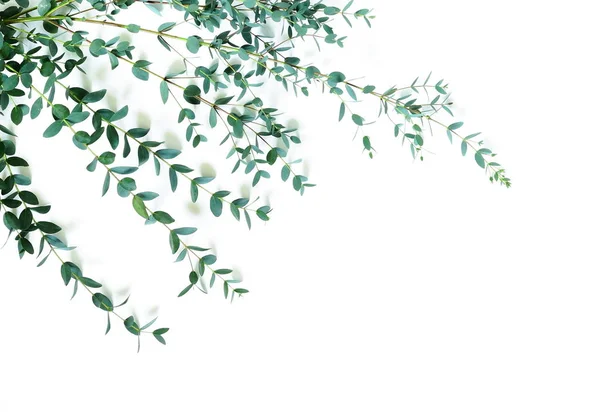 Obramowanie Ramki Wykonane Eukaliptusa Zielone Gałęzie Zioła Liści Rośliny Białe — Zdjęcie stockowe