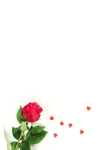 Flowers Background One Flower Red Rose Red Hearts White Background — Stock Photo, Image