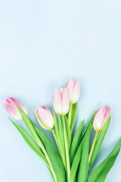 Vue Dessus Belles Tulipes Sur Fond Bleu — Photo