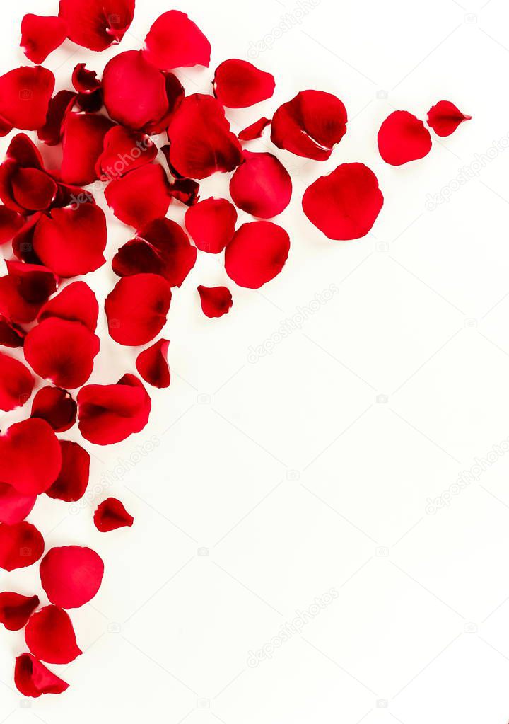 Flowers background. Red roses petalsin black box on white background. Top view. Copy space