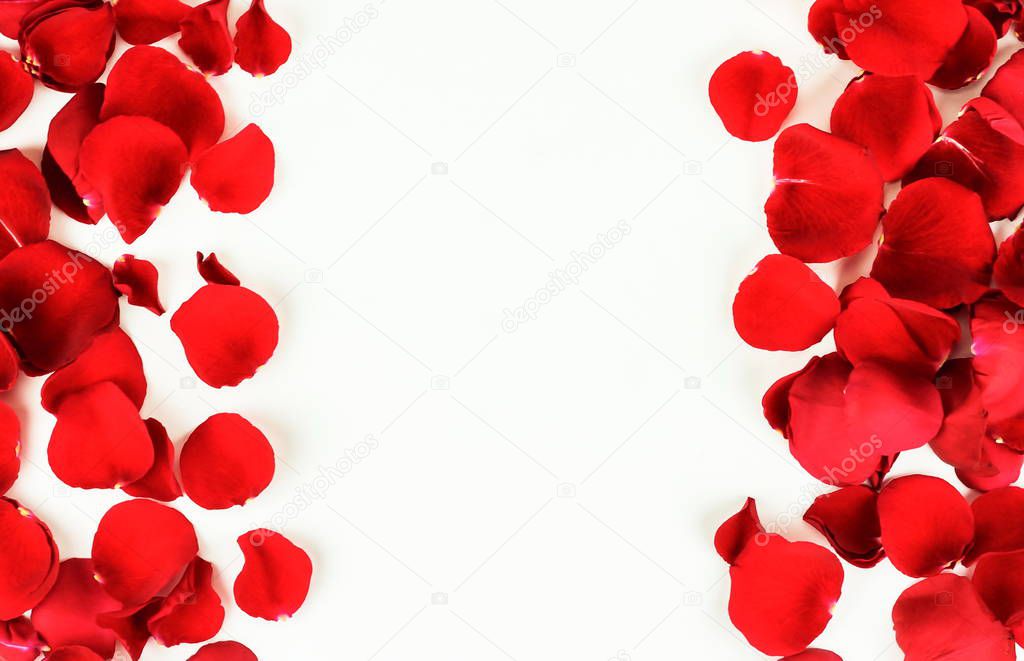 Flowers background. Red roses petalsin black box on white background. Top view. Copy space