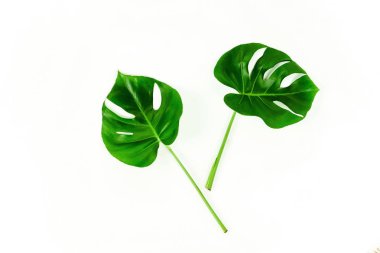 Monstera beyaz zemin üzerine yeşil yaprakları ile