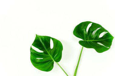 Monstera beyaz zemin üzerine yeşil yaprakları ile
