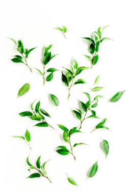 beyaz zemin üzerine yeşil yaprakları ile bitkiler