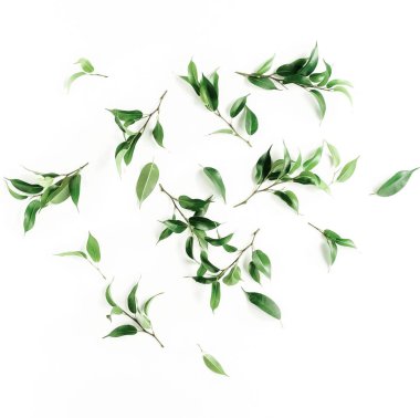 beyaz zemin üzerine yeşil yaprakları ile bitkiler