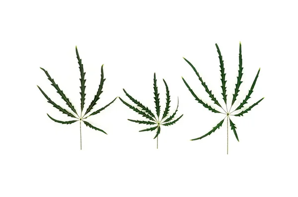 Растения Зелеными Листьями Белом Фоне — стоковое фото