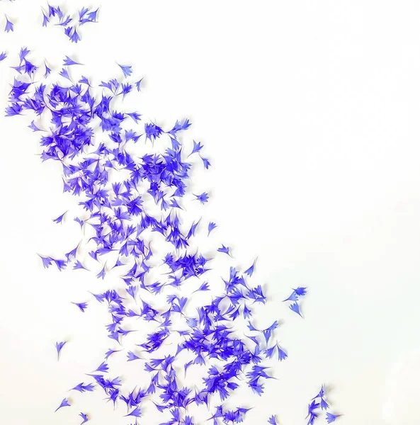 Vue Dessus Des Bleuets Violets Sur Fond Blanc — Photo