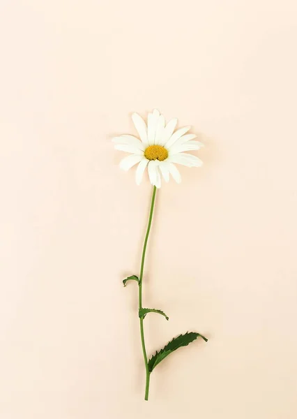 top view of beautiful flower on beige background