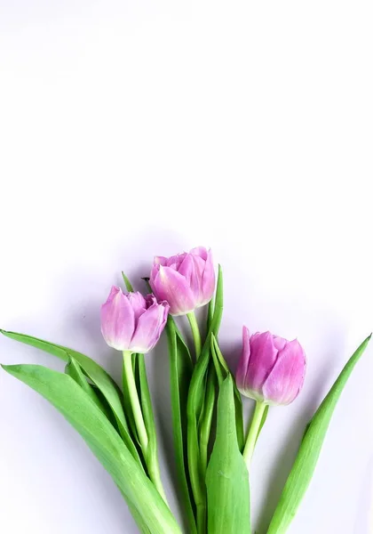 Vue Dessus Belles Tulipes Sur Fond Blanc — Photo