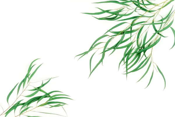 Beyaz Zemin Üzerine Yeşil Yaprakları Ile Bitkiler — Stok fotoğraf