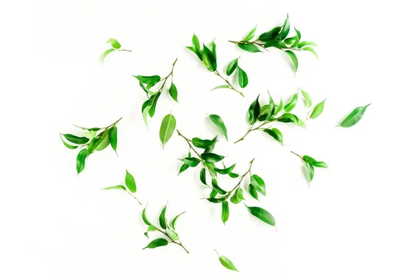 白い背景の上の緑の葉が付いている植物 — ストック写真