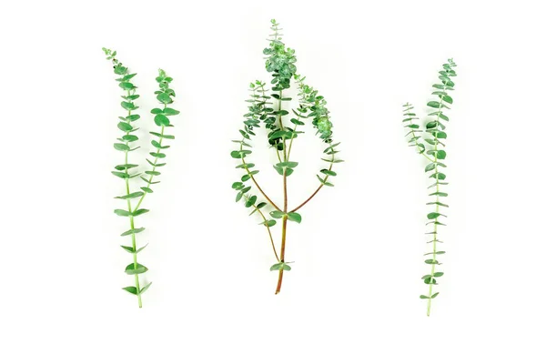 Rośliny Zielonych Liści Białym Tle — Zdjęcie stockowe